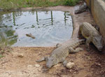Cayo Saetía Alligator