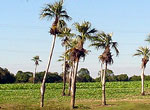 Guanacahabibes. Palm trees