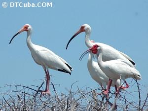 American White Ibis.