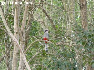 Tocororo. National bird.