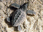 Xpu-Ha.Small turtle