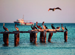 Holbox. Sea birds