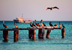 Holbox. Sea birds